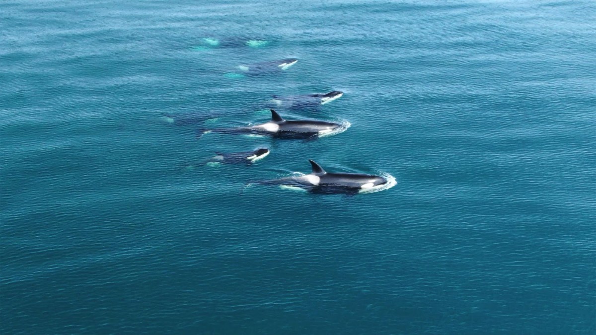 An aerial photo of a pod of orcas